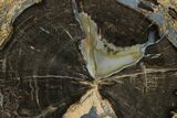 Petrified Wood (Schinoxylon) Round - Blue Forest, Wyoming #162918-1